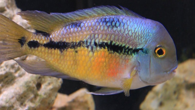 Redhead Cichlid vieja