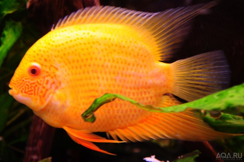 Цихлазома Бриллиантовая - (Cichlasoma cyanoguttatum)