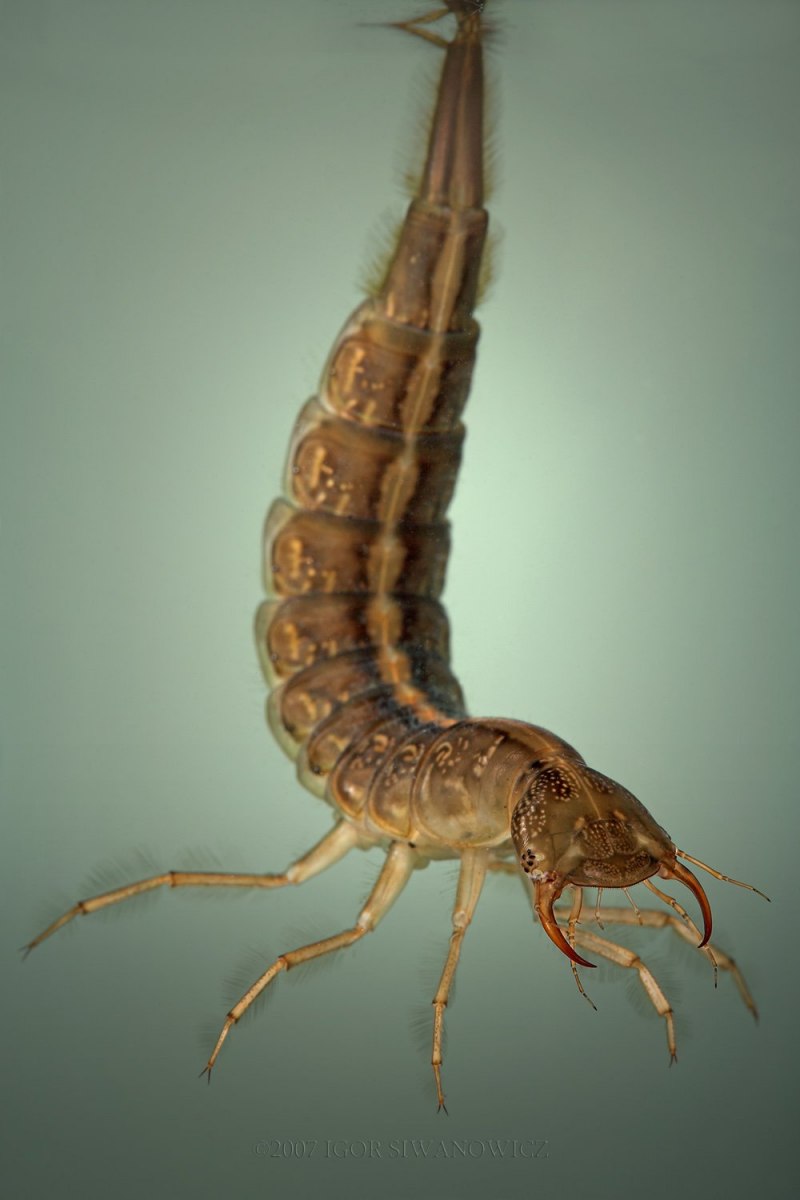 Личинка Dytiscus marginalis
