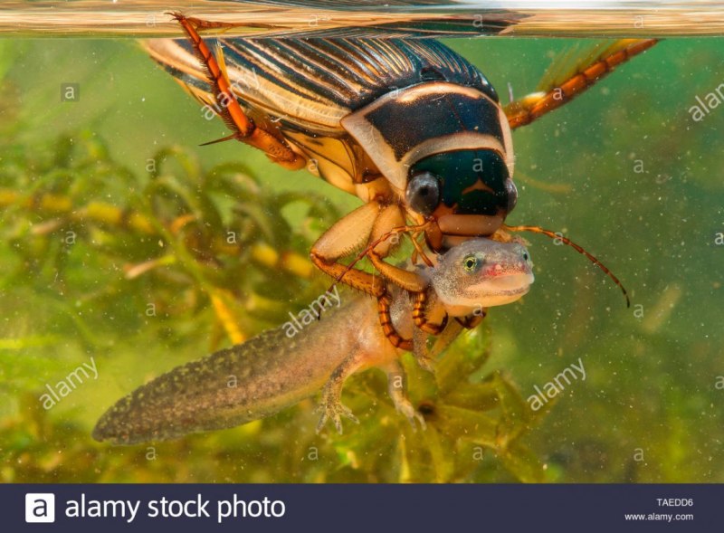 Личинка плавунца Dytiscus