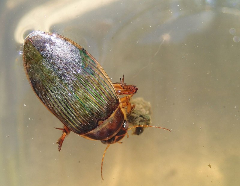 Agabus conspersus