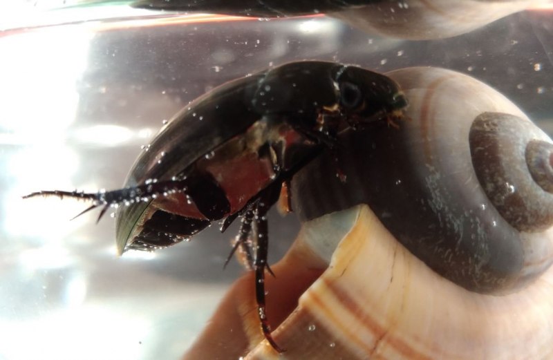 Acilius Mediatus