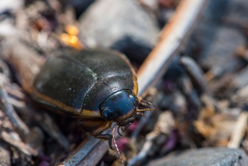 Полоскун (Acilius sulcatus
