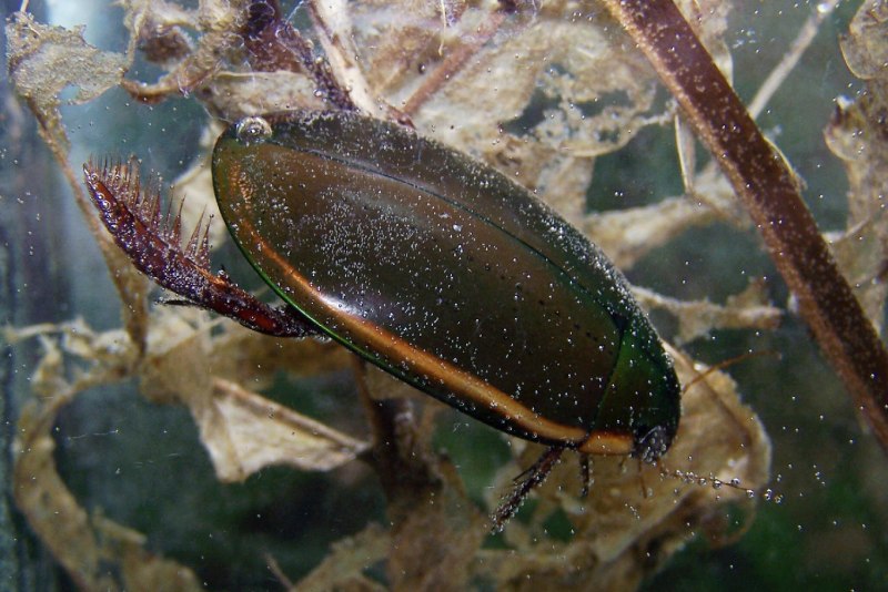 Rhaphidioptera личинка