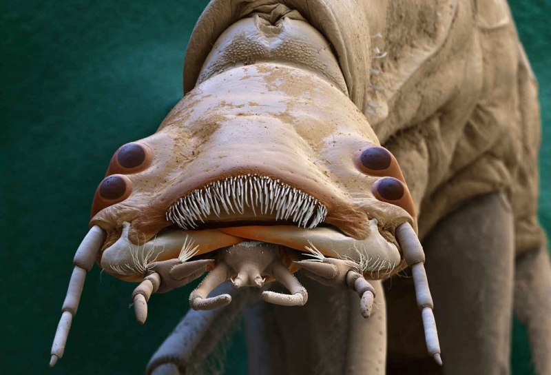 Rhantus suturalis