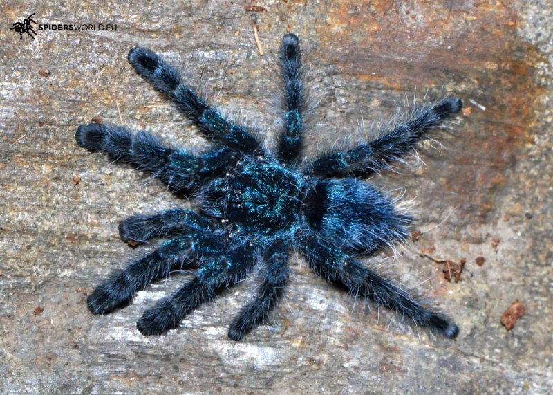 Avicularia versicolor самка
