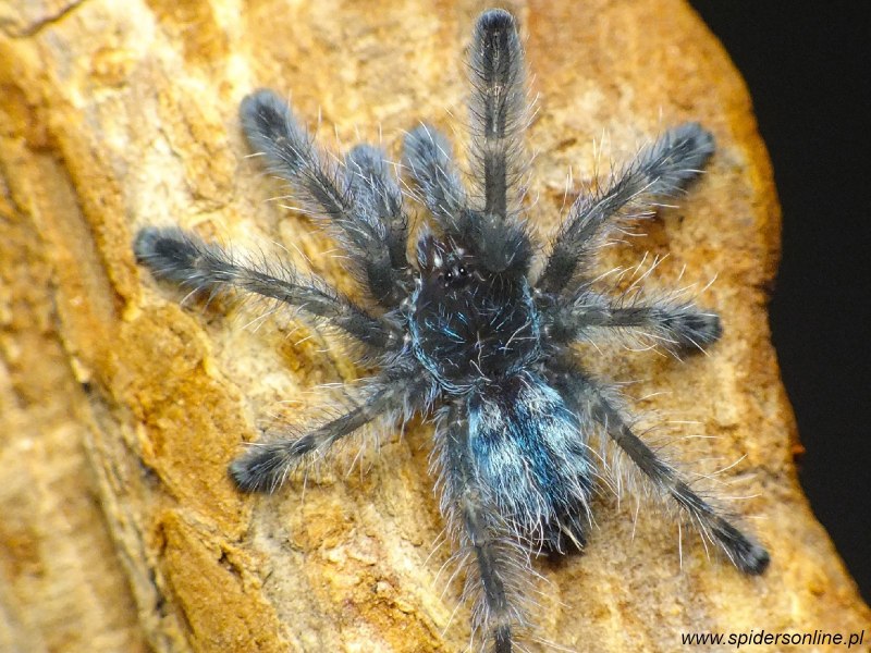 Паук Avicularia versicolor