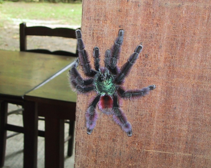 Паук Avicularia Geroldi