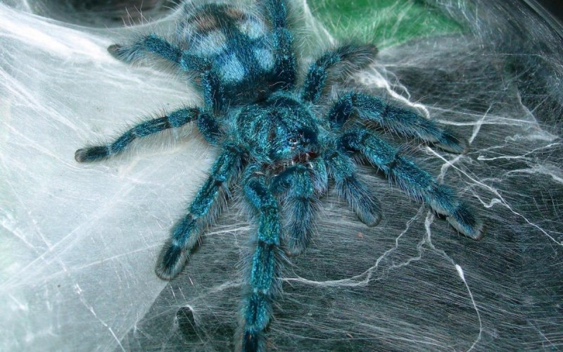 Avicularia (Caribena) versicolor