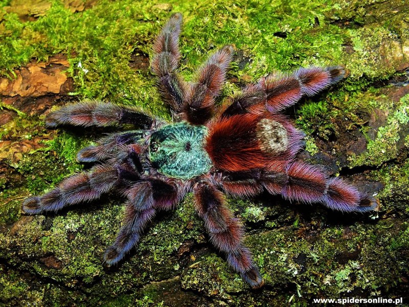 Avicularia versicolor (Авикулярия версиколор)