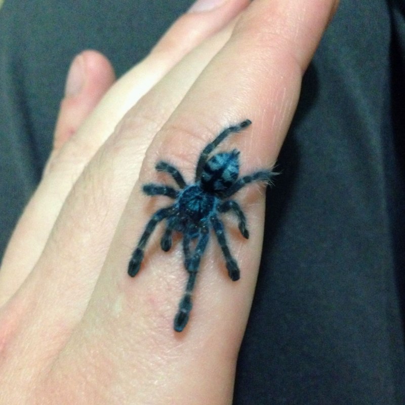 Авикулярия герольди (Avicularia Geroldi)