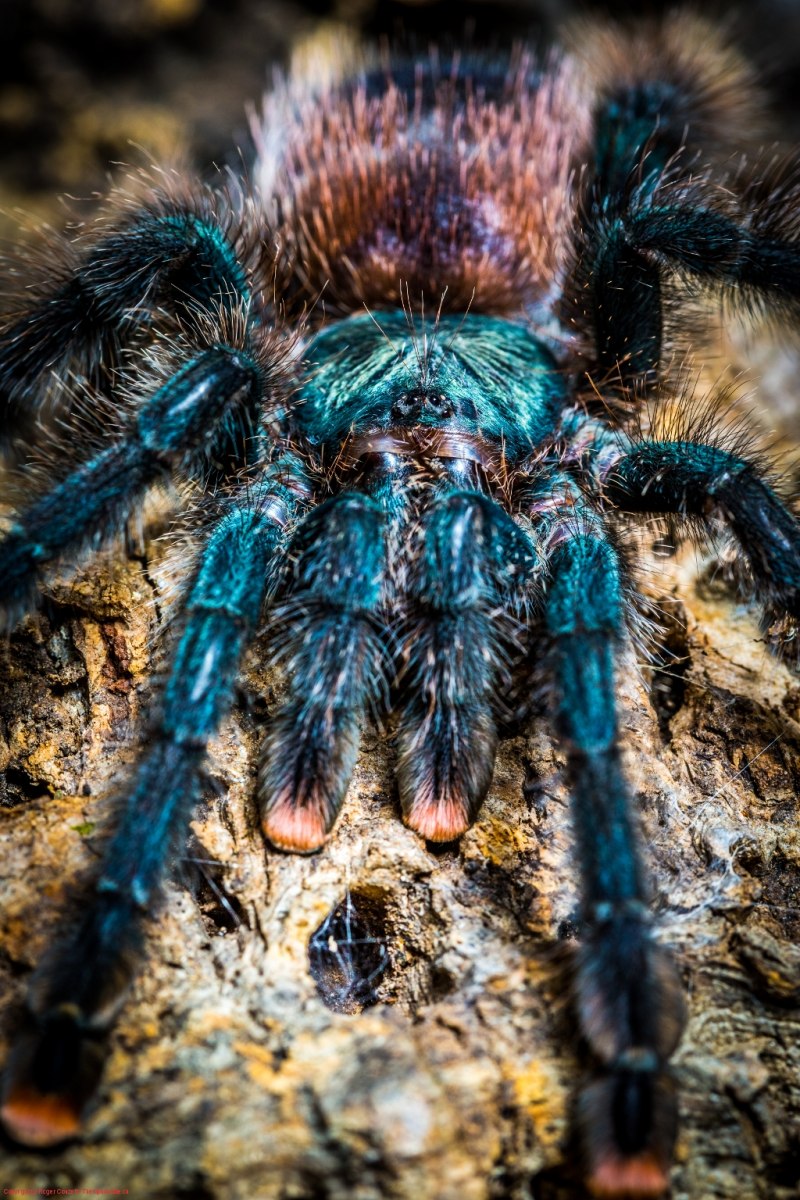 Caribena versicolor