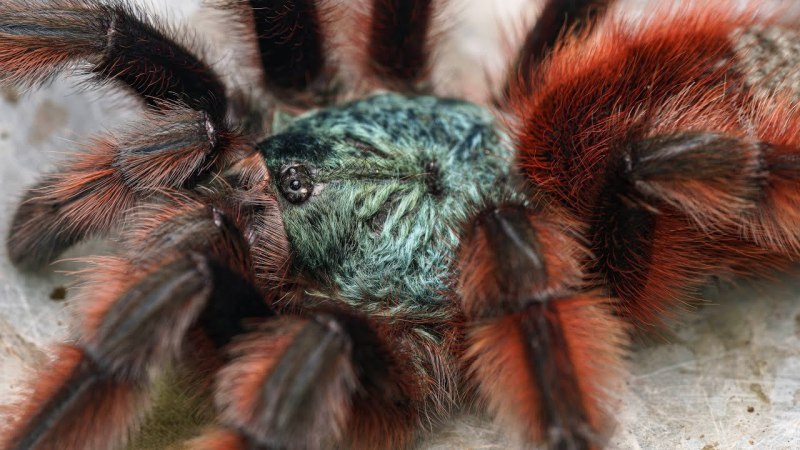 Паук Avicularia versicolor