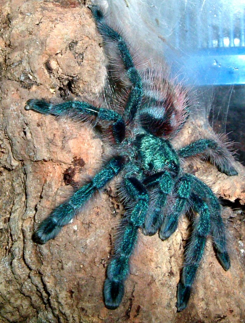 Паук птицеед Avicularia versicolor