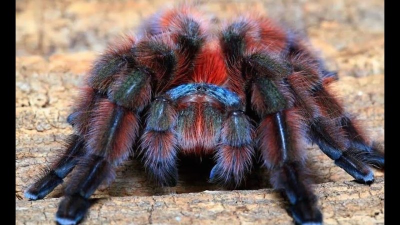 Avicularia versicolor (Авикулярия версиколор)