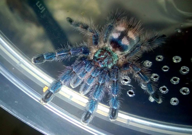 Versicolor паук