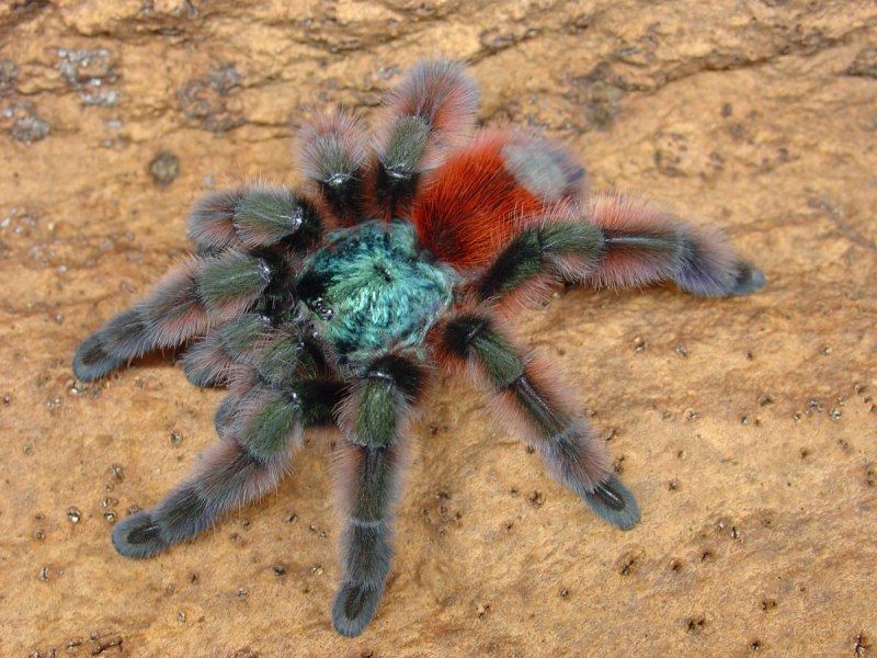 Avicularia (Caribena) versicolor