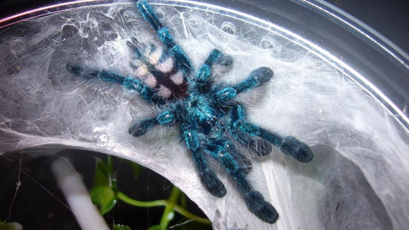 Caribena versicolor (ex. Avicularia versicolor)
