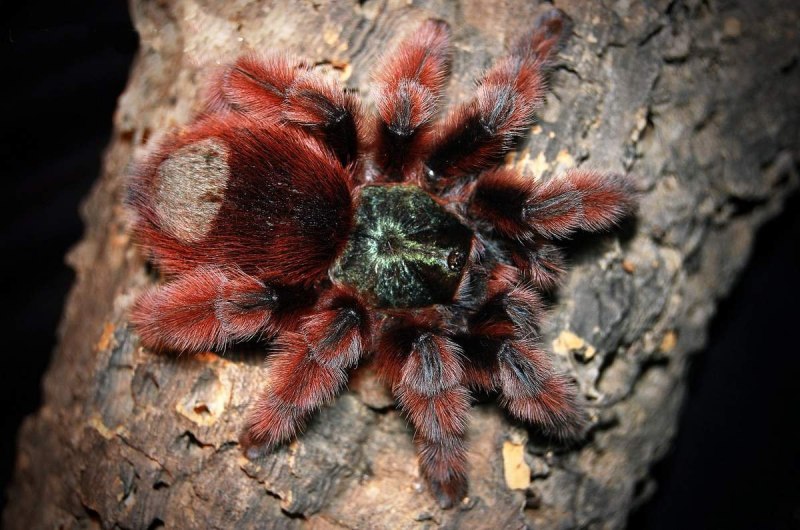 Паук Avicularia versicolor