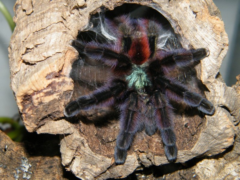 Паук птицеед Avicularia versicolor