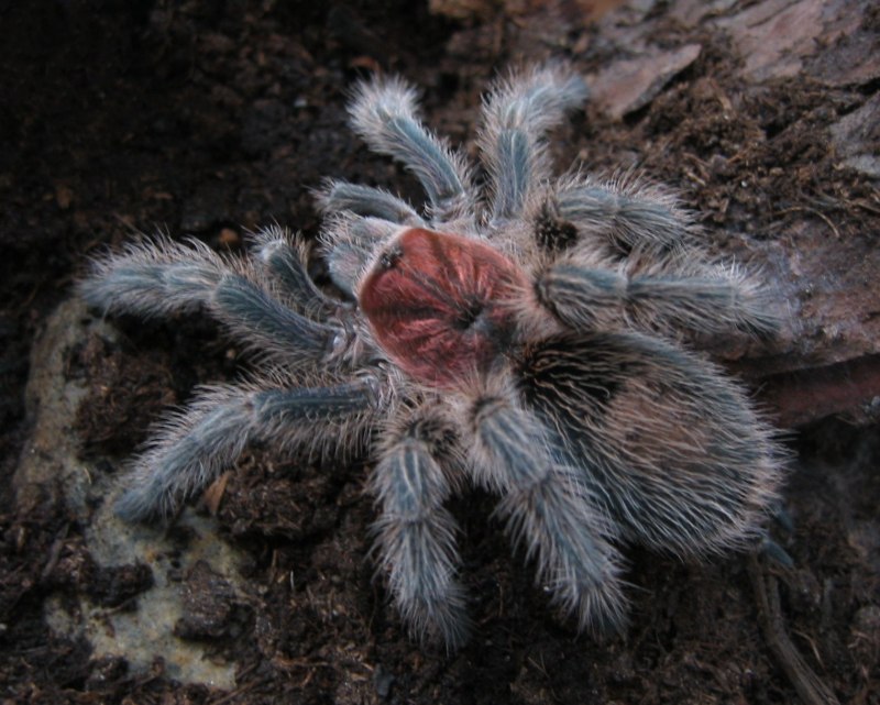 Avicularia versicolor самец
