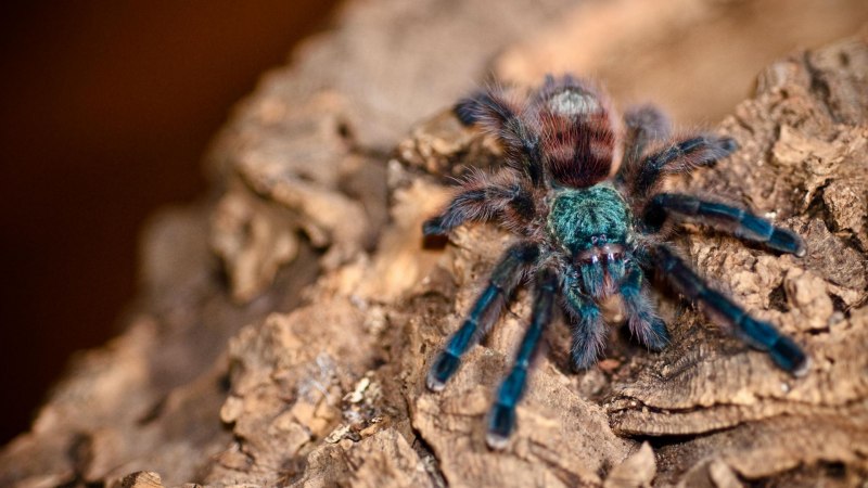Паук Avicularia versicolor