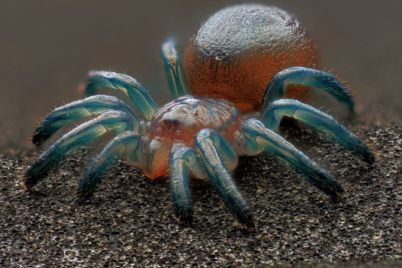 Avicularia versicolor самка