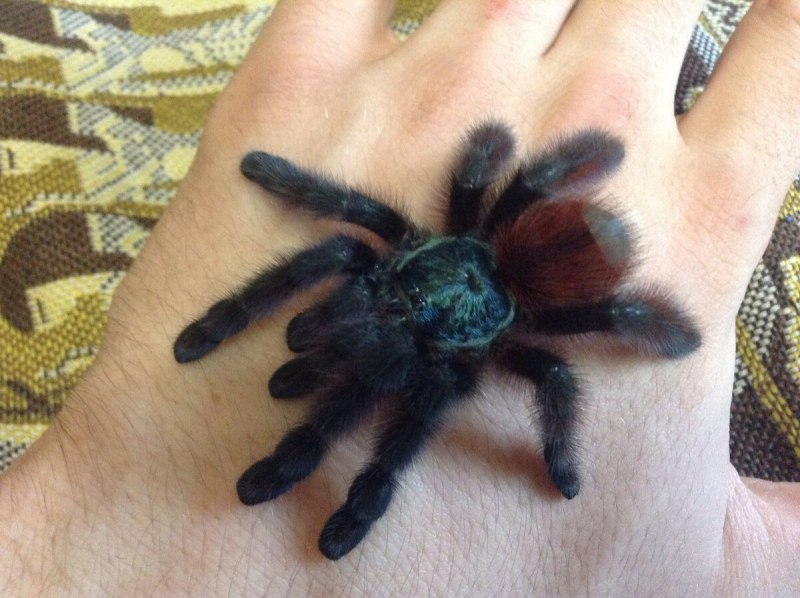 Avicularia (Caribena?)
