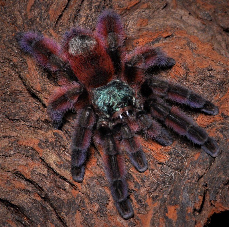 Avicularia (Caribena) versicolor