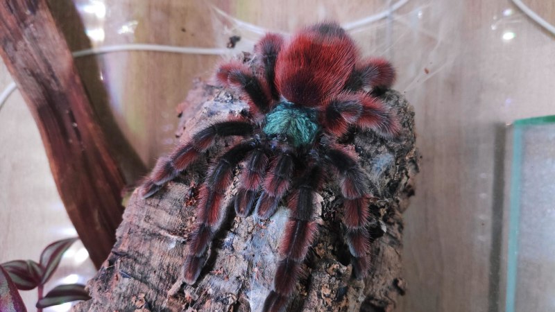 Avicularia azuraklaasi