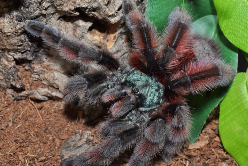 Паук птицеед Avicularia versicolor фиолетовый