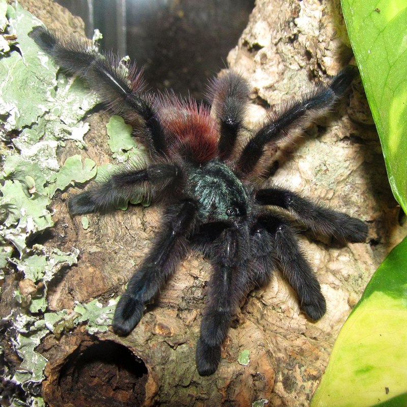 Avicularia versicolor самка