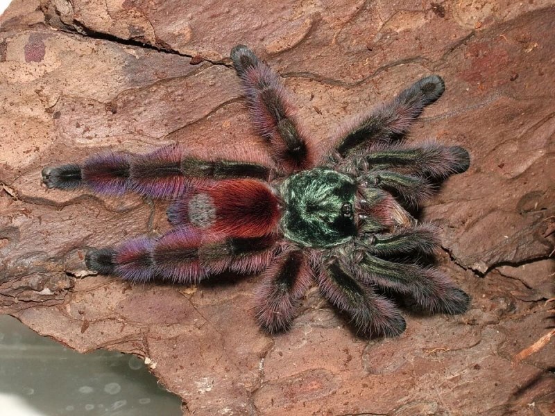 Versicolor паук