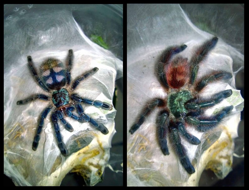 Avicularia Avicularia