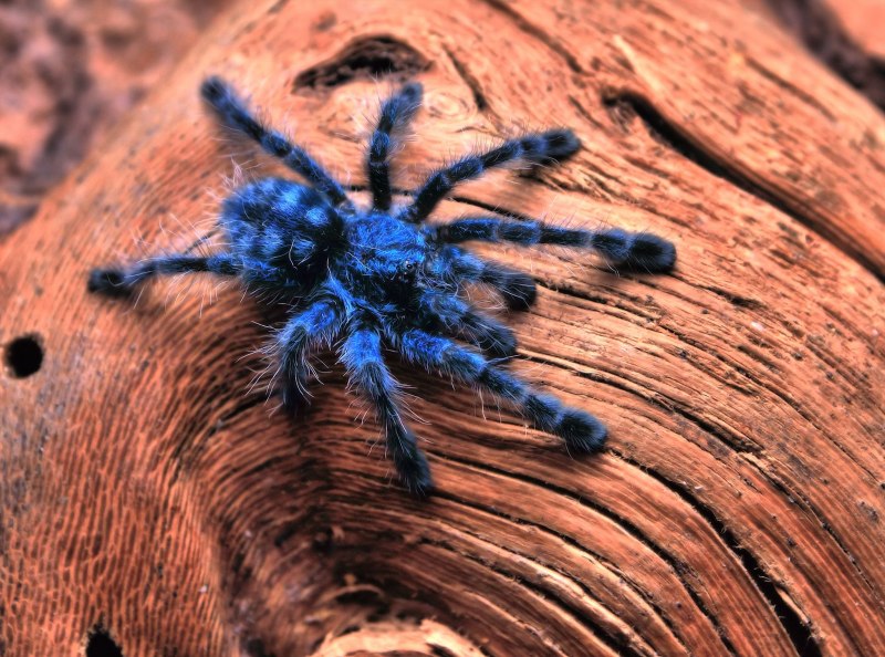 Avicularia versicolor (Авикулярия версиколор)