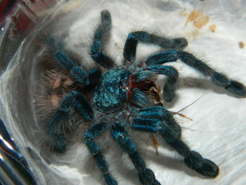 Паук птицеед Avicularia versicolor