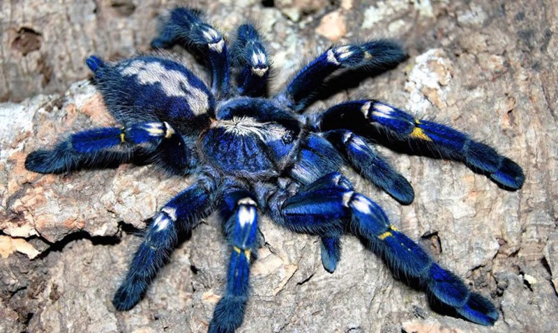Avicularia (Caribena) versicolor