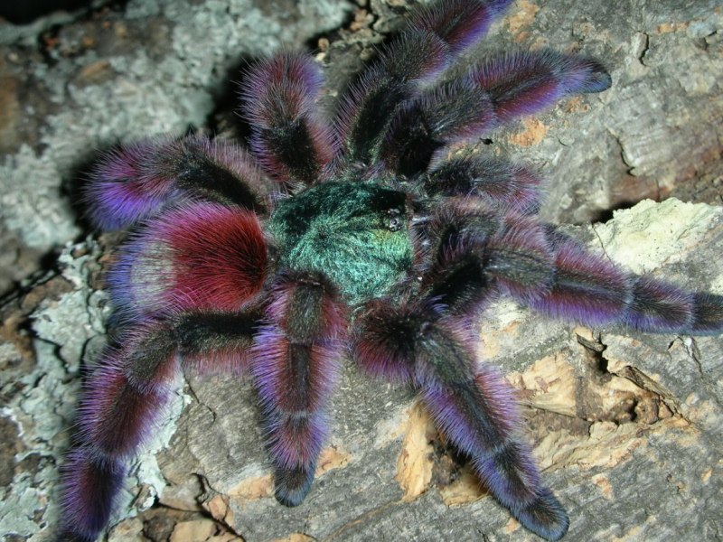 Avicularia versicolor (Авикулярия версиколор)