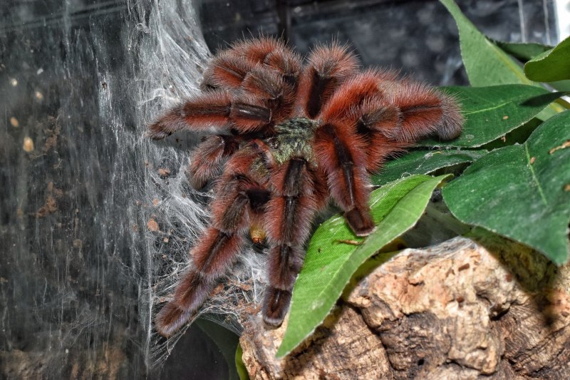 Avicularia versicolor (Авикулярия версиколор)