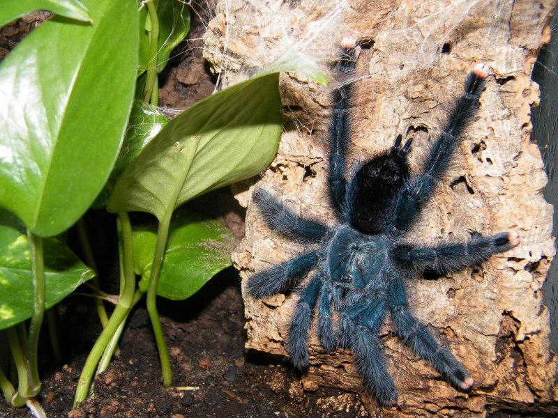 Caribena versicolor