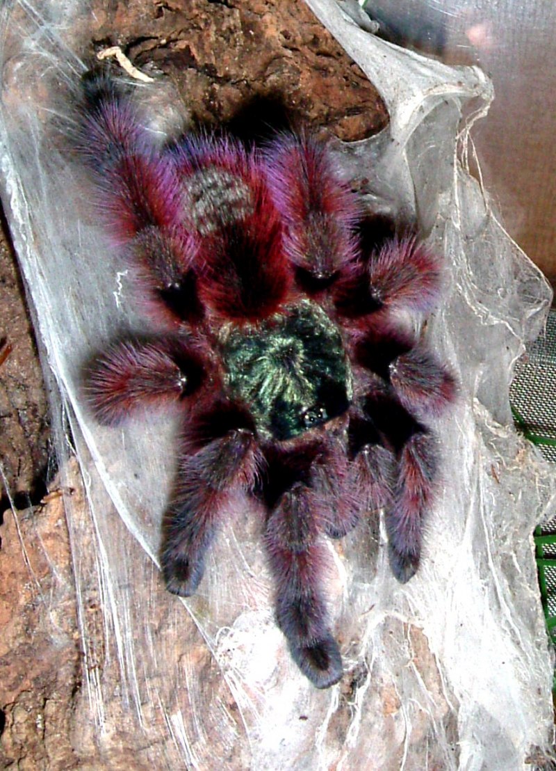 Паук Avicularia purpurea