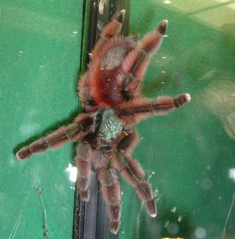 Avicularia Avicularia