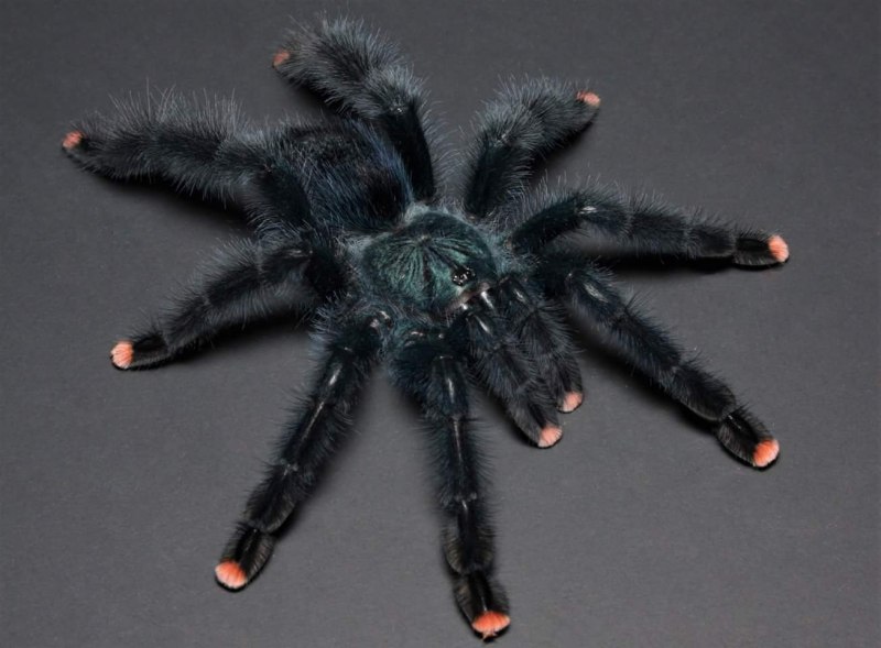 Паук птицеед Avicularia versicolor