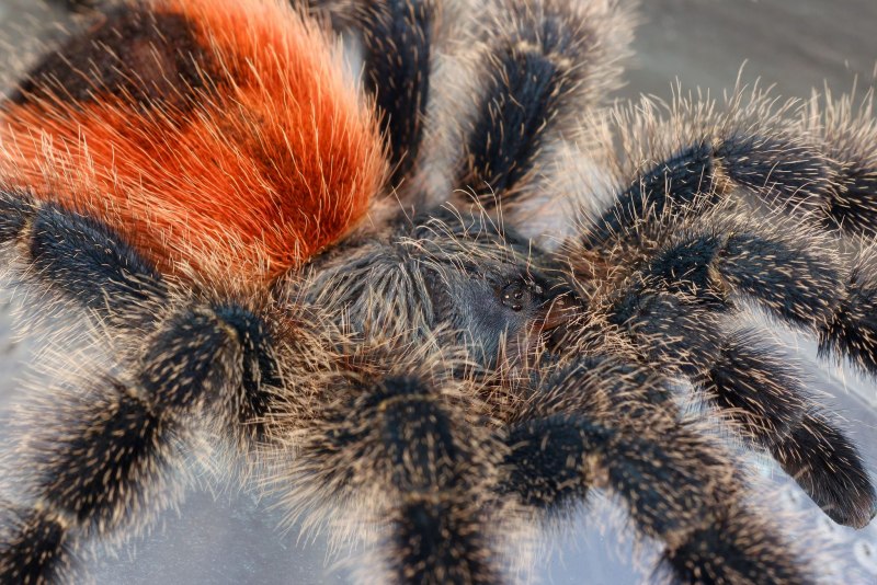 Avicularia versicolor (Авикулярия версиколор)