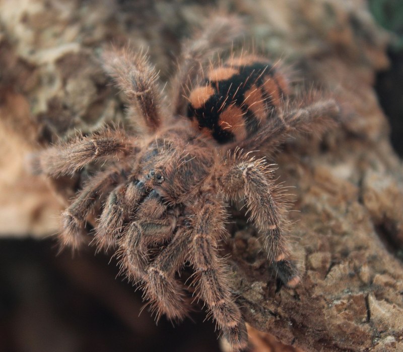 Паук птицеед cyaneopubescens