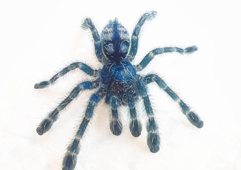 Паук Avicularia Geroldi