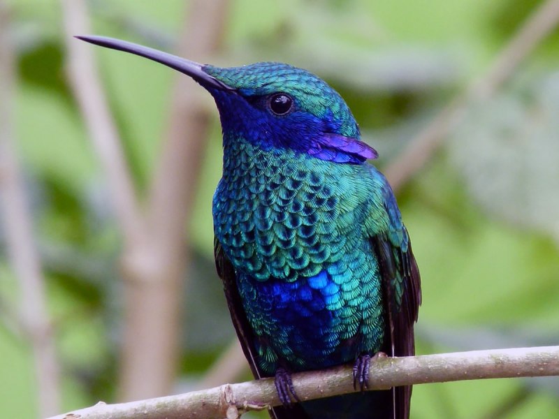 Колибри Colibri Coruscans