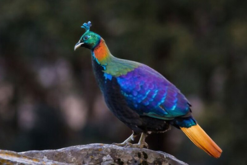 Гималайский монал Lophophorus impejanus
