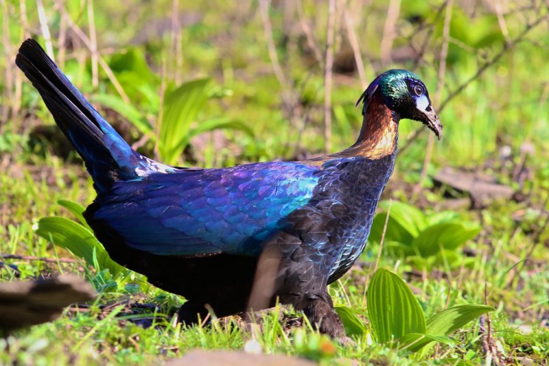 Lophophorus impejanus