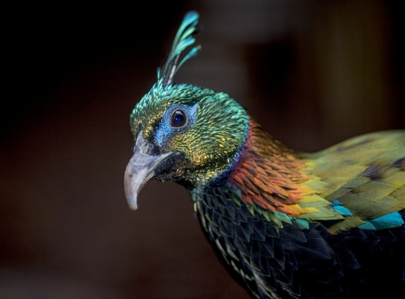 Китайский монал / Lophophorus lhuysii